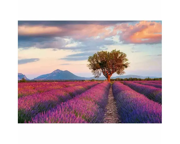 Puzzle Camp De Lavanda, 1000 Piese