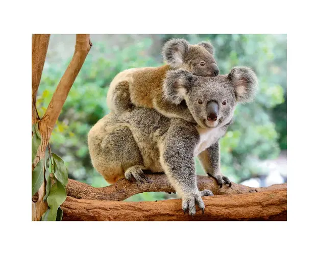 Puzzle Koala, 200 Piese