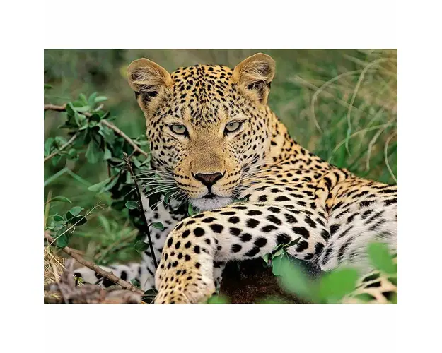 Puzzle Leopard, 100 Piese