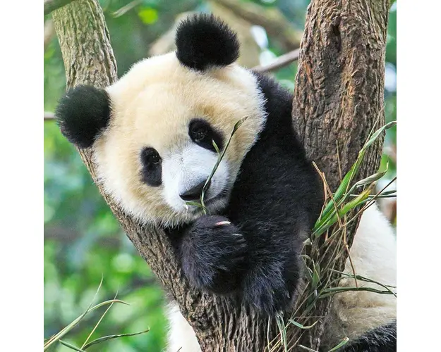 Puzzle Panda, Leu Si Tigru, 3X49 Piese