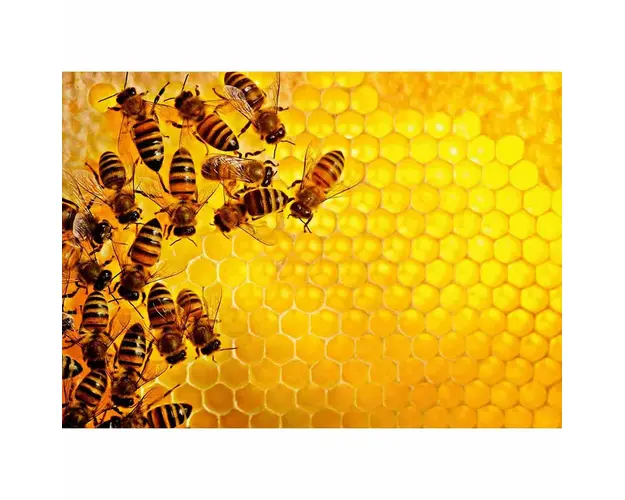 Puzzle Provocare Albine Si Fagure, 1000 Piese