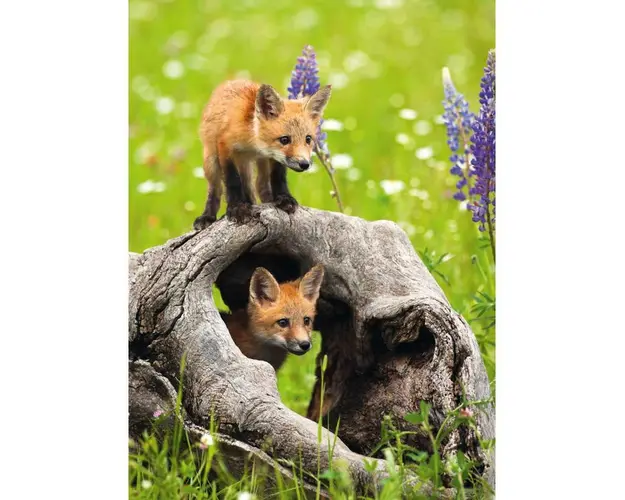 Puzzle animale, Ravensburger, Pui de vulpe, 300 piese, 9 ani+, Multicolor