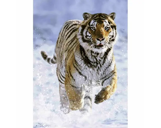 Puzzle Tigru In Zapada, 500 Piese