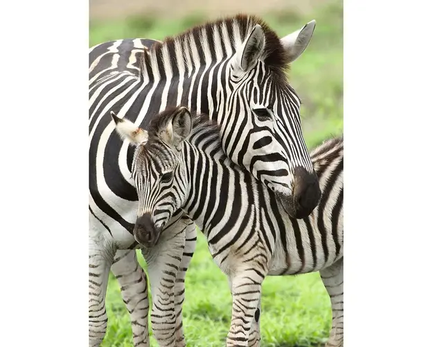 Puzzle Zebre, 300 Piese