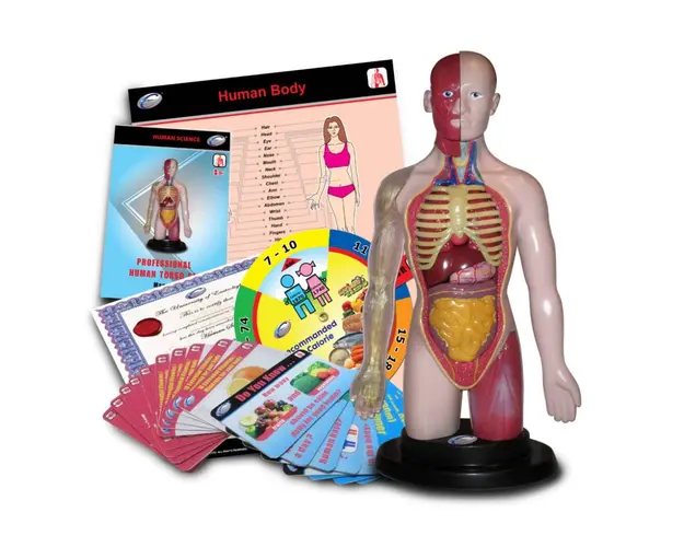 Set educativ Eastcolight - Corpul uman