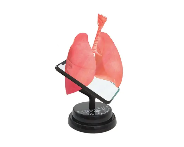 Macheta anatomica de asamblat Eastcolight, Plamanii