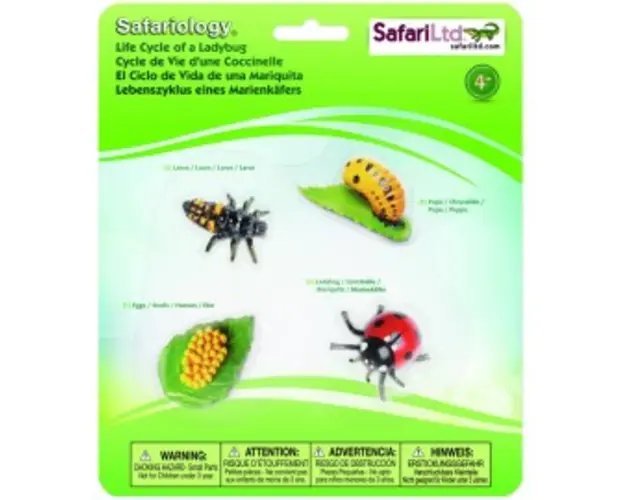 Ciclul vietii- Buburuza