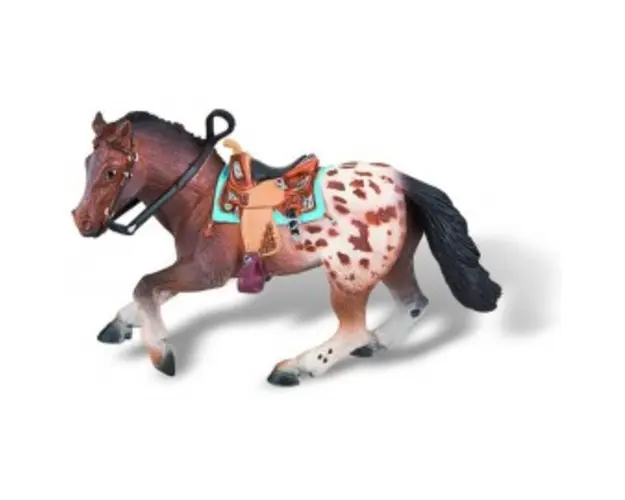 Cal Appaloosa