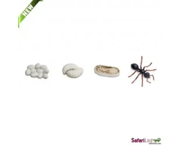 Ciclul vietii la Furnica