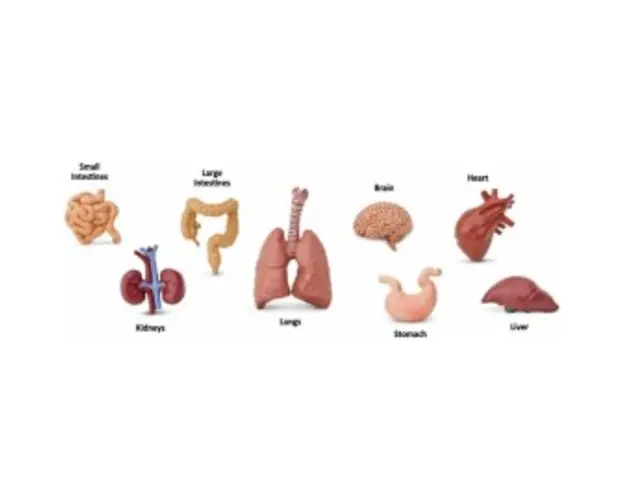 Tub 8 figurine - Organele corpului