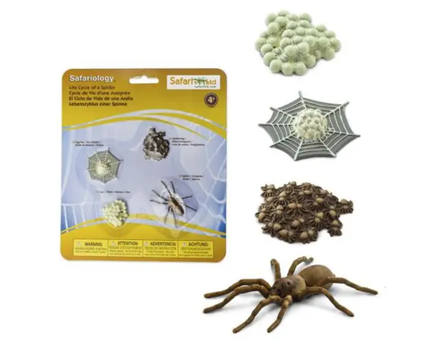 Ciclul vietii la paianjen