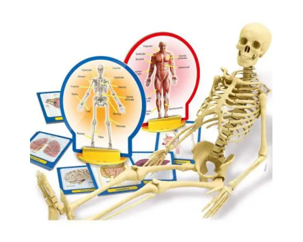 Experimentele micului geniu - corpul uman