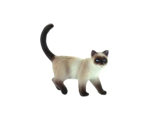 Pisica siameza Kimmy