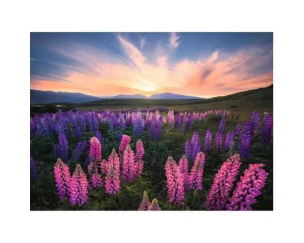 Puzzle Camp Cu Lupin, 500 Piese