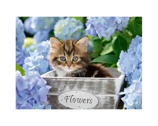 Puzzle Pisicuta Intre Flori, 300 Piese