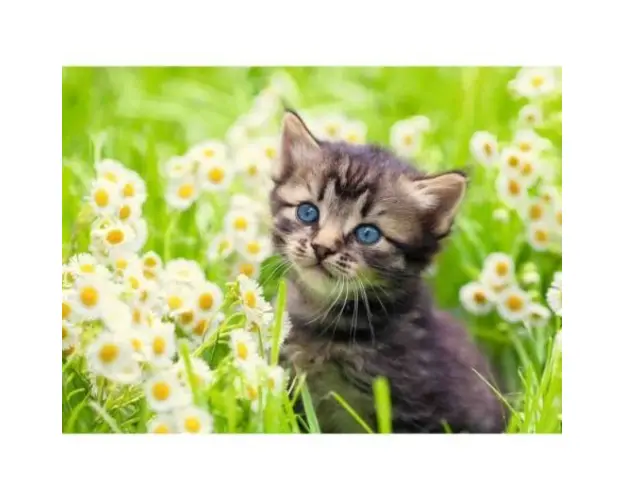 Puzzle Pisicuta Pe Camp, 500 Piese