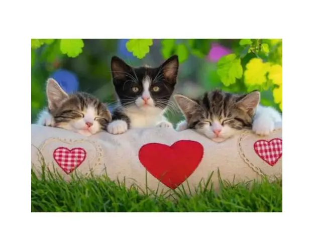 Puzzle Pisicute Somnoroase, 2X24 Piese