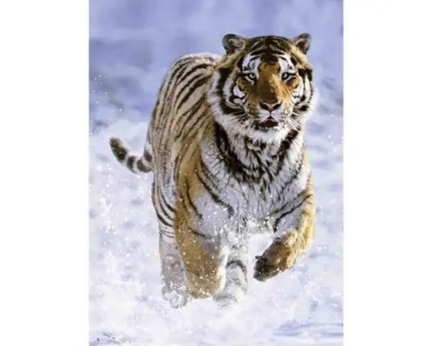 Puzzle Tigru In Zapada, 500 Piese