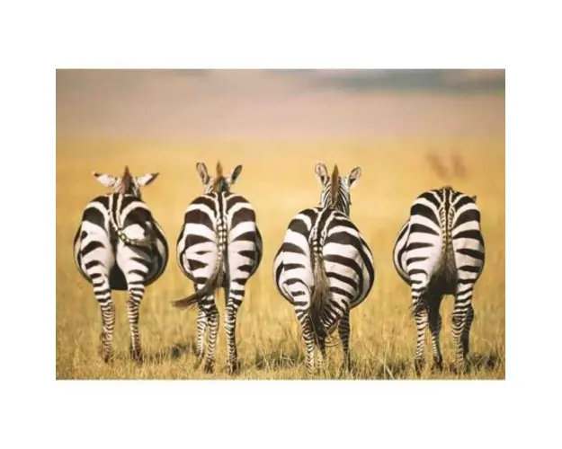 Puzzle Zebre In Savana, 300 Piese