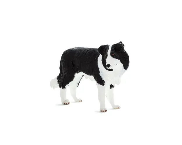 Caine Border Collie Mojo Animal Planet