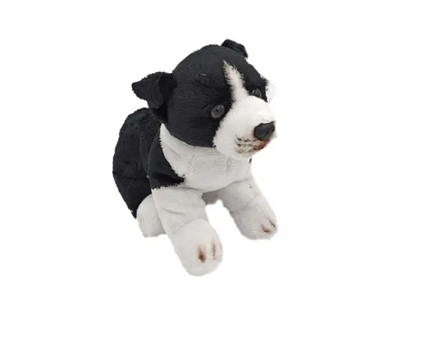 Catel de plus 22 cm Border Collie