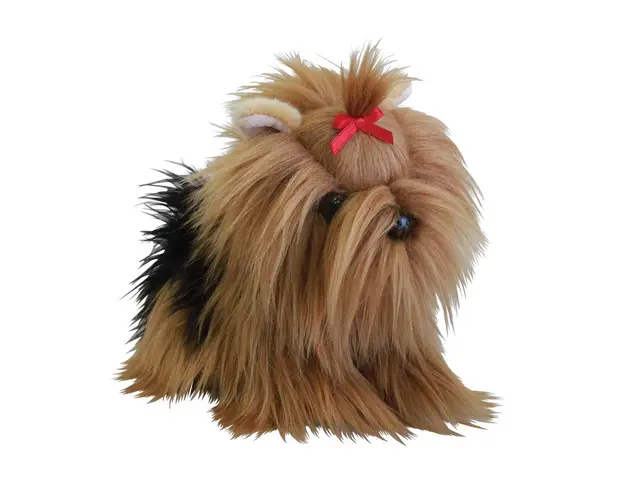 Catelus Yorkshire Terrier de plus Silky 23 cm