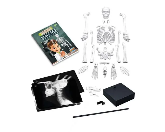 Jucarie educativa Buki Schelet Gigant 45 cm