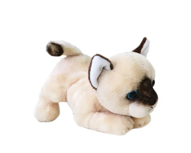 Pisicuta siameza de plus Silky