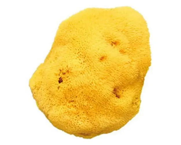 Burete natural cu pori fini-16