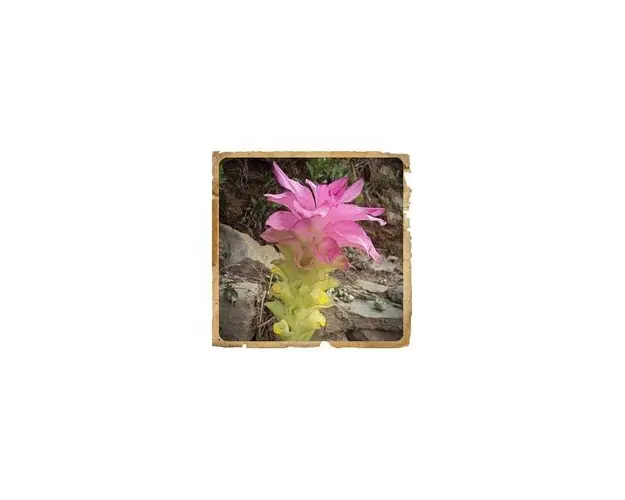 Curcuma Pudra Ayurvedica, 100g - Le Erbe di Janas